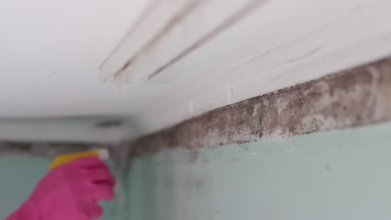 Professional Mold Inspection, Removal & Remediation in Lake Park, NC